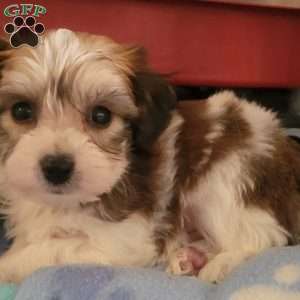 Andy, Yorkie-Chon Puppy