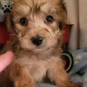 Alex, Yorkie-Chon Puppy