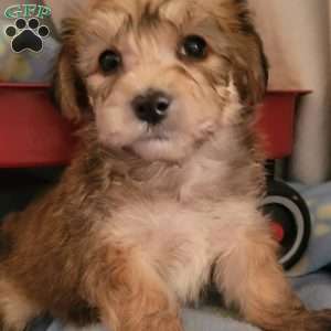 Alex, Yorkie-Chon Puppy