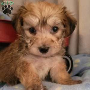 Alex, Yorkie-Chon Puppy