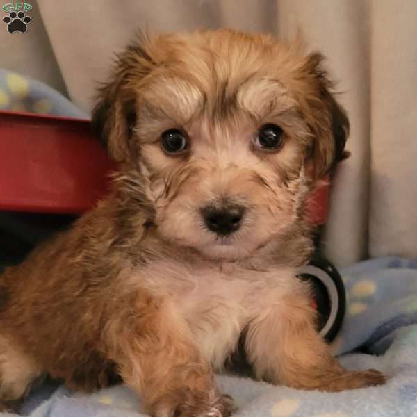 Alex, Yorkie-Chon Puppy