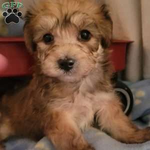 Alex, Yorkie-Chon Puppy