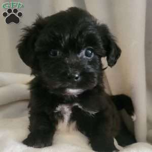 Alegra, Yorkie-Chon Puppy