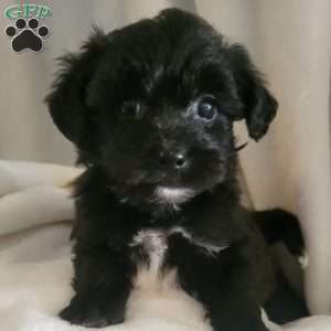 Alegra, Yorkie-Chon Puppy