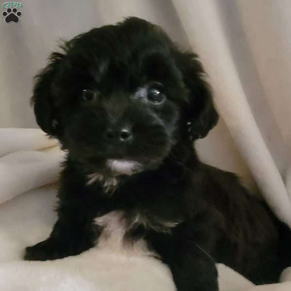 Alegra, Yorkie-Chon Puppy