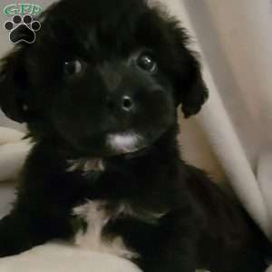 Alegra, Yorkie-Chon Puppy