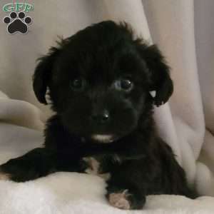 Alegra, Yorkie-Chon Puppy