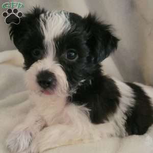 Ally, Yorkie-Chon Puppy