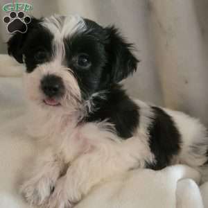 Ally, Yorkie-Chon Puppy