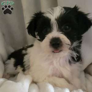 Ally, Yorkie-Chon Puppy