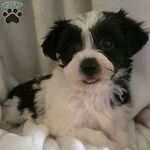 Ally, Yorkie-Chon Puppy