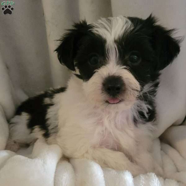 Ally, Yorkie-Chon Puppy