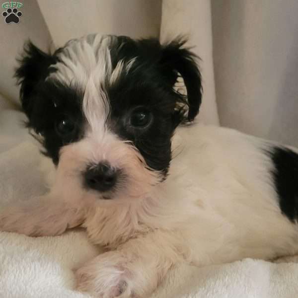 Alexis, Yorkie-Chon Puppy