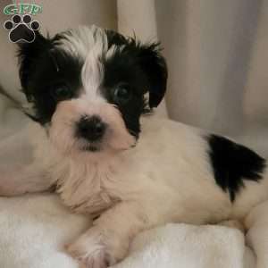 Alexis, Yorkie-Chon Puppy