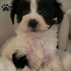 Alexis, Yorkie-Chon Puppy