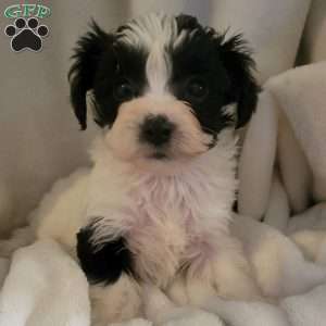 Alexis, Yorkie-Chon Puppy