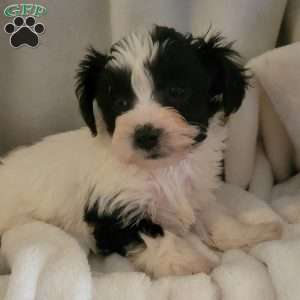 Alexis, Yorkie-Chon Puppy