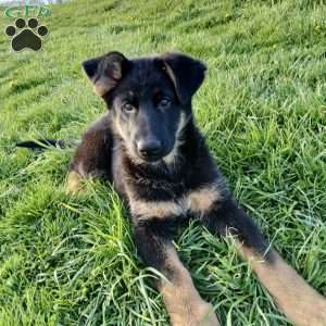 Navy, German Shepherd Puppy