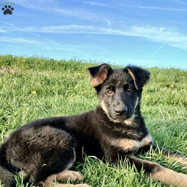 Navy, German Shepherd Puppy
