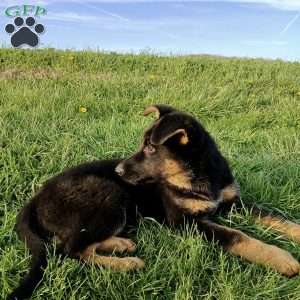 Navy, German Shepherd Puppy