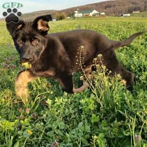 Harper, German Shepherd Puppy