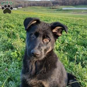 Harper, German Shepherd Puppy