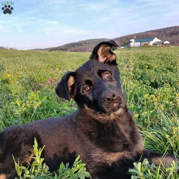Harper, German Shepherd Puppy