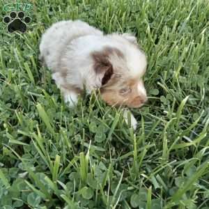 Maverick, Toy Australian Shepherd Mix Puppy