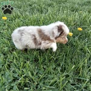 Maverick, Toy Australian Shepherd Mix Puppy