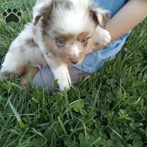 Maverick, Toy Australian Shepherd Mix Puppy