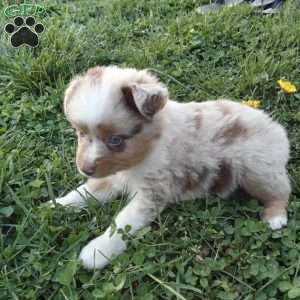Maverick, Toy Australian Shepherd Mix Puppy