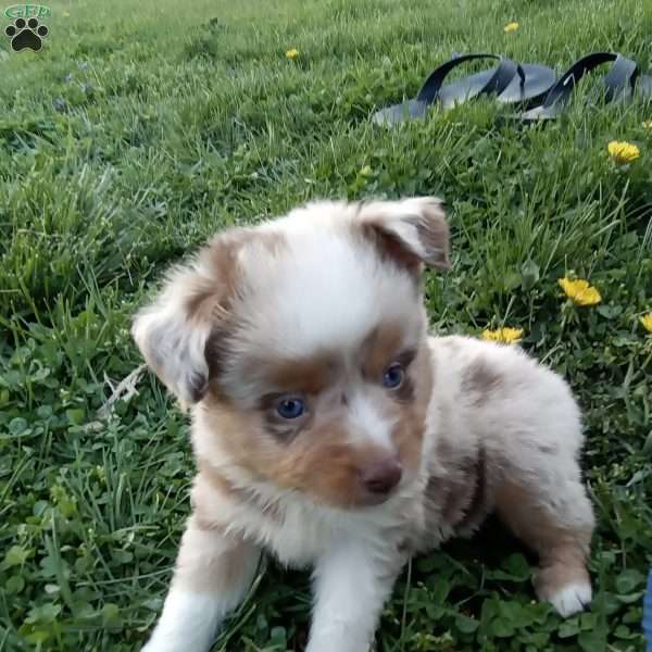 Maverick, Toy Australian Shepherd Mix Puppy