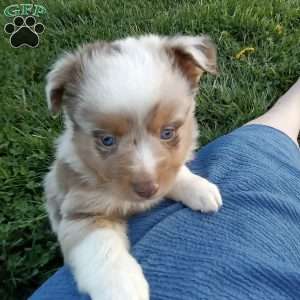 Maverick, Toy Australian Shepherd Mix Puppy