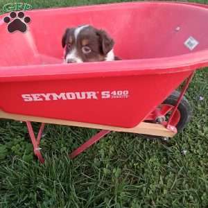 Freddy, Toy Australian Shepherd Mix Puppy