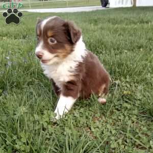 Freddy, Toy Australian Shepherd Mix Puppy