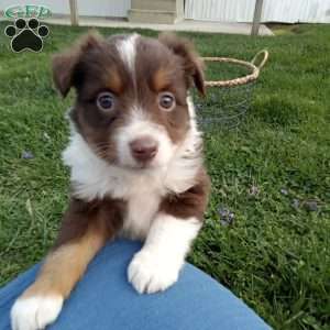 Freddy, Toy Australian Shepherd Mix Puppy
