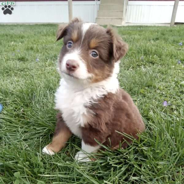 Freddy, Toy Australian Shepherd Mix Puppy