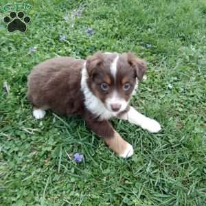Freddy, Toy Australian Shepherd Mix Puppy
