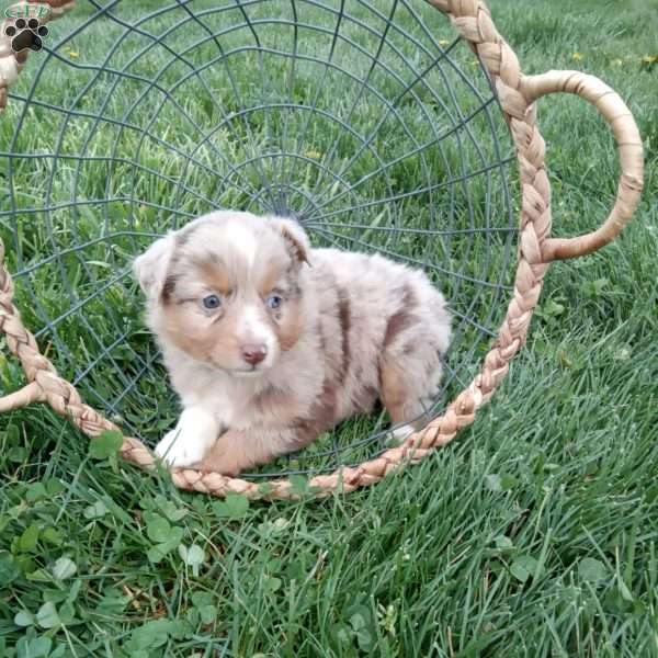 Odie, Toy Australian Shepherd Mix Puppy