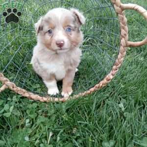 Odie, Toy Australian Shepherd Mix Puppy