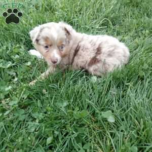 Odie, Toy Australian Shepherd Mix Puppy