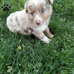 Odie, Toy Australian Shepherd Mix Puppy