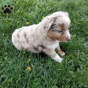 Odie, Toy Australian Shepherd Mix Puppy
