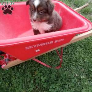 Chase, Toy Australian Shepherd Mix Puppy