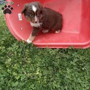 Chase, Toy Australian Shepherd Mix Puppy