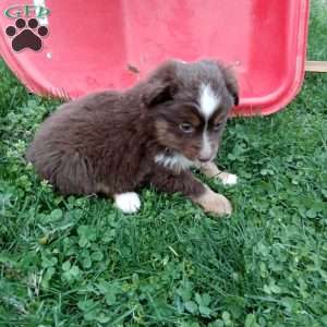 Chase, Toy Australian Shepherd Mix Puppy