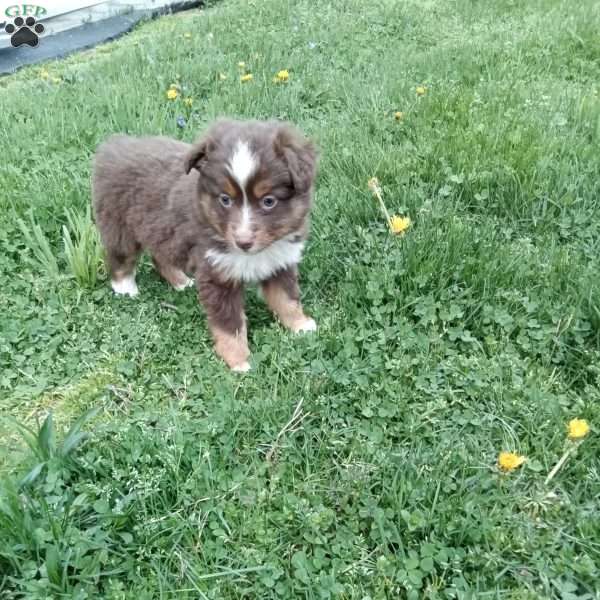 Chase, Toy Australian Shepherd Mix Puppy