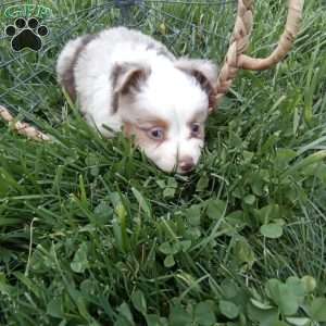 Kia, Toy Australian Shepherd Mix Puppy