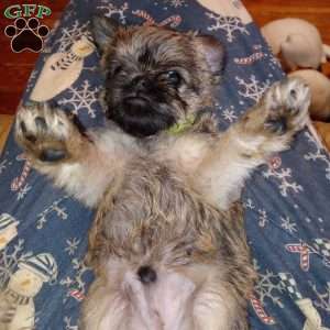Liam, Brussels Griffon Puppy