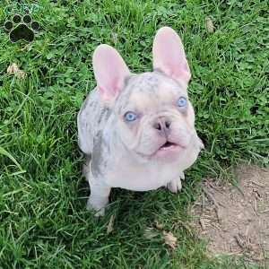 Tonka, French Bulldog Puppy